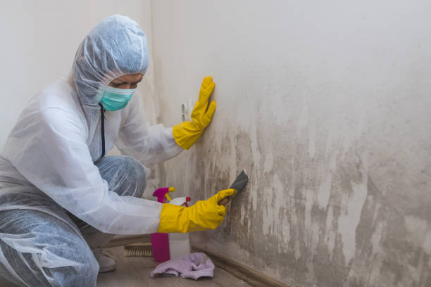 Best Mold Odor Removal Services  in Albion, NY